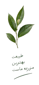 مزرعه گل بهار